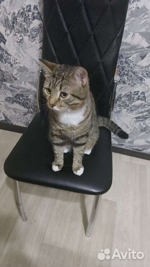Отдам бесплатно