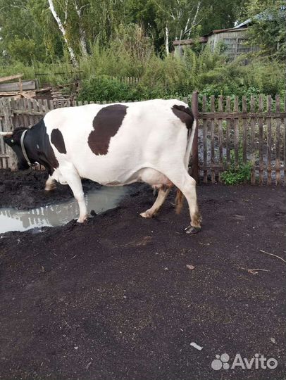 Коровы дойные