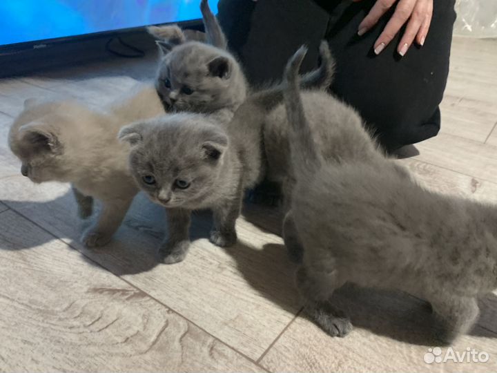 Британские котята
