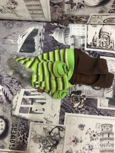 Одежда для тойтерьера