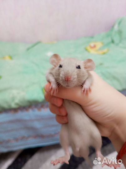 Крысенок декоративный