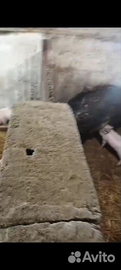 Поросенок ландрас