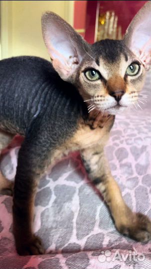 Котята сфинкс