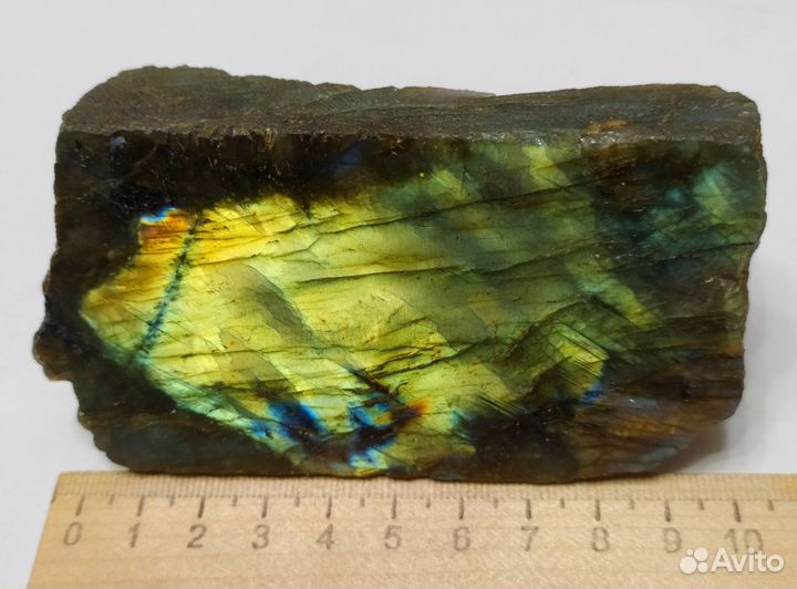 Лабрадор жёлтый