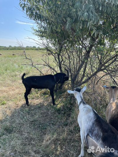 Альпийские козы с документами