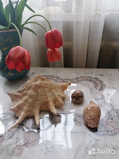 Океанические раковинины