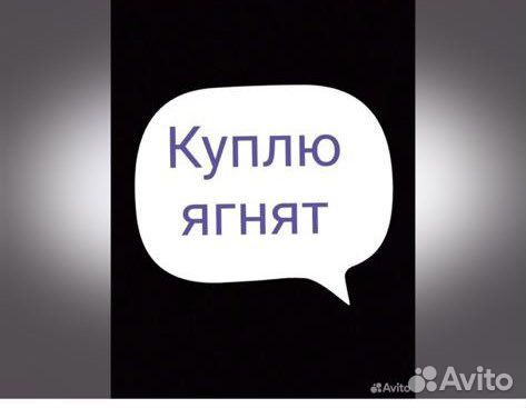 Ягнята - козлики