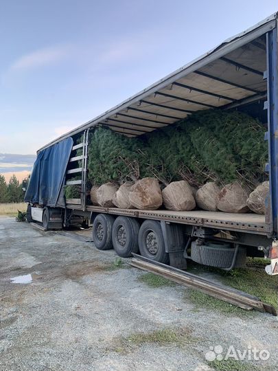 Ель сосна береза липа клен саженцы крупномер зкс