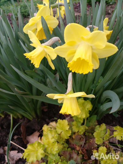Нарциссы