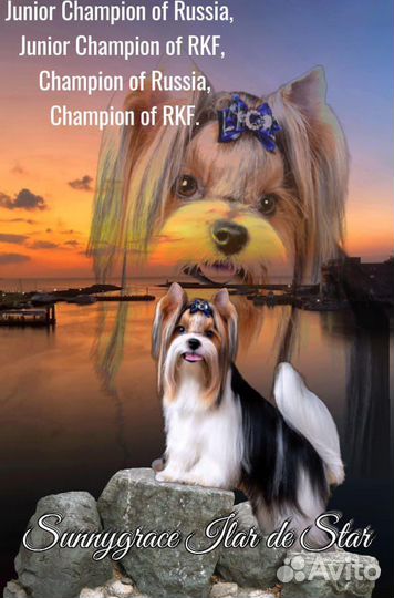 Бивер вязка