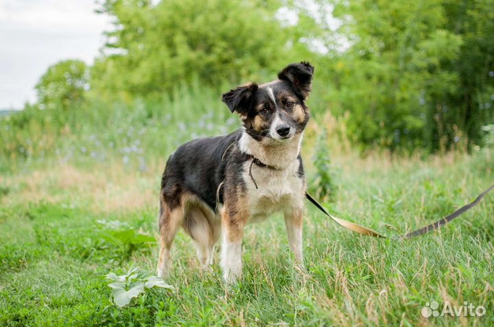 Красивая собачка ищет дом