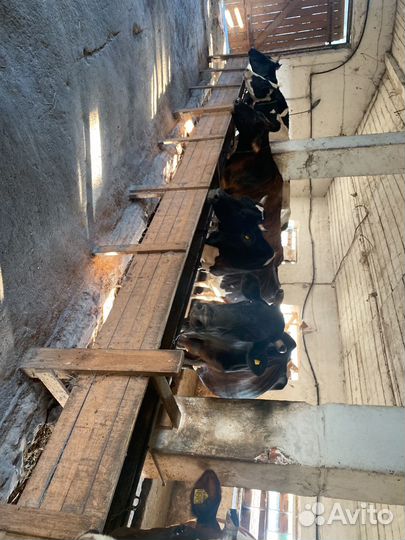 Коровы дойные молочные