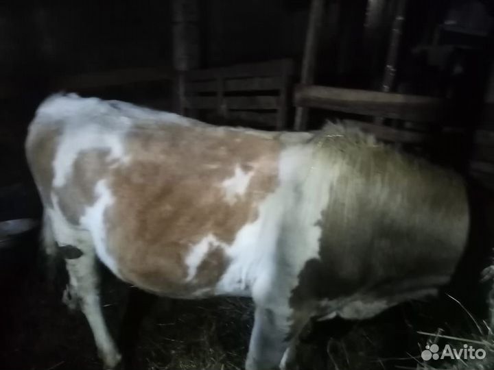 Бычок продается