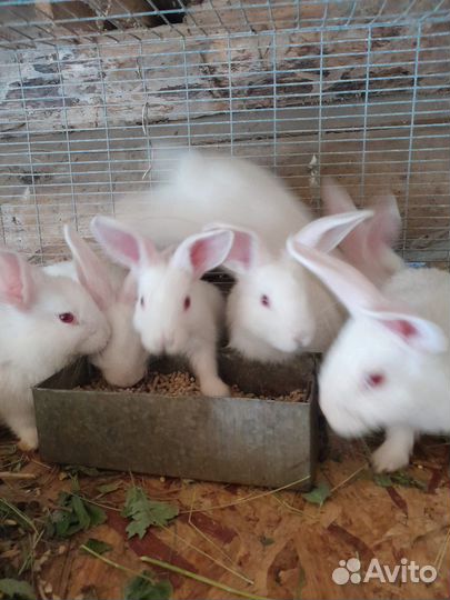 Крольчата