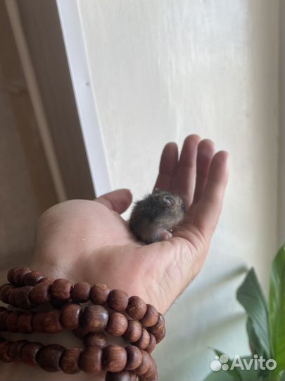 Джунгарский хомяк