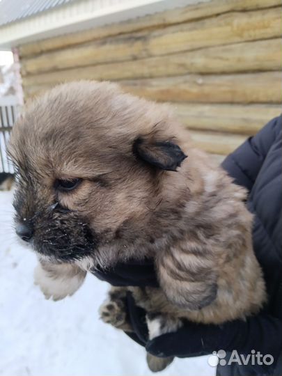 Щенки маленькой дворняжки