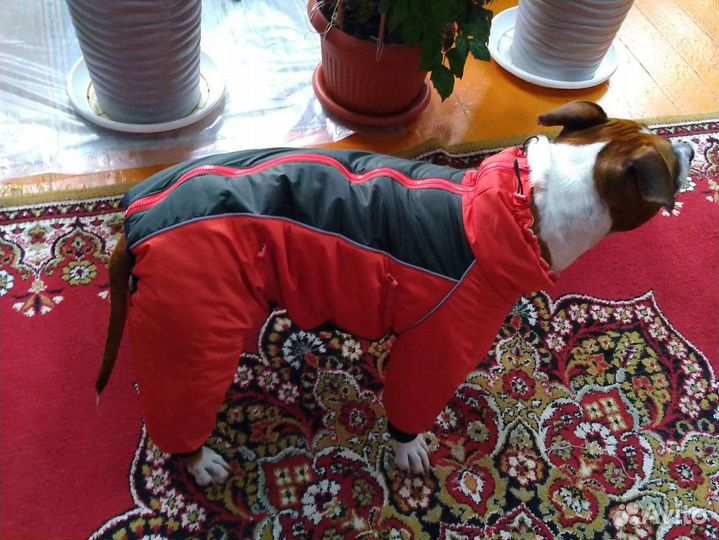 Одежда для собак