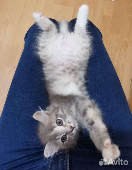 Котенок девочка бесплатно