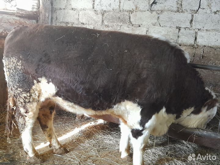 Быки герефорд