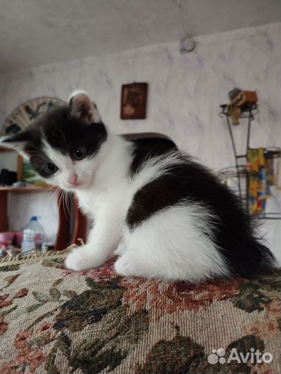 Кошка бобтейл, без хвоста