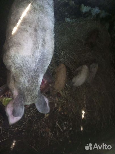 Сало-мясо.Поросята 2-2,5 месяца