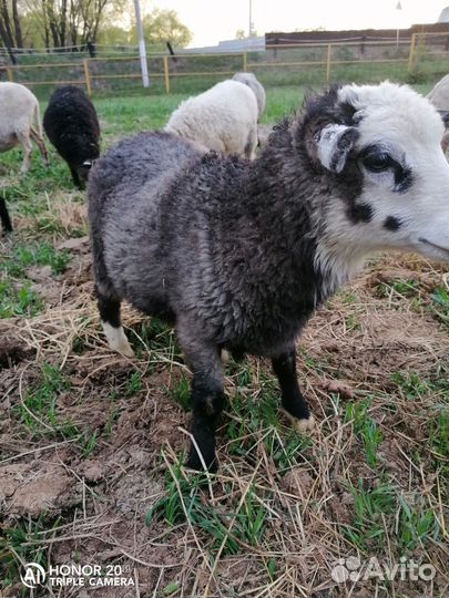 Овцы с ягнятами