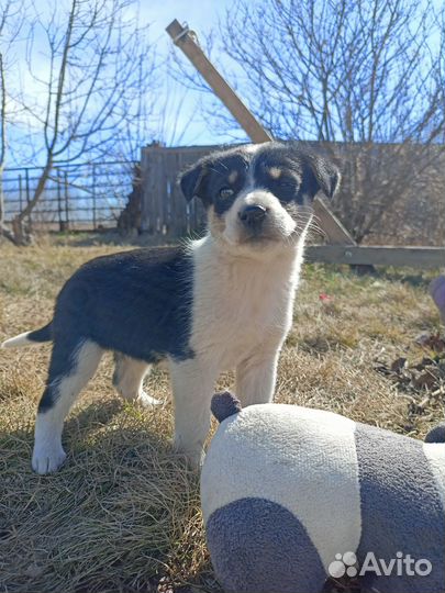 Щенки в добрые руки даром