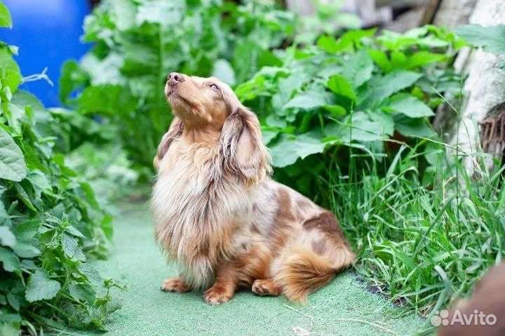 Кроличья такса