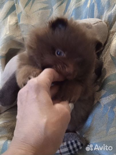 Собака