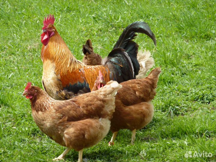 Куры несушки ломан браун