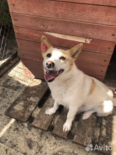 Некрупная ласковая собачка