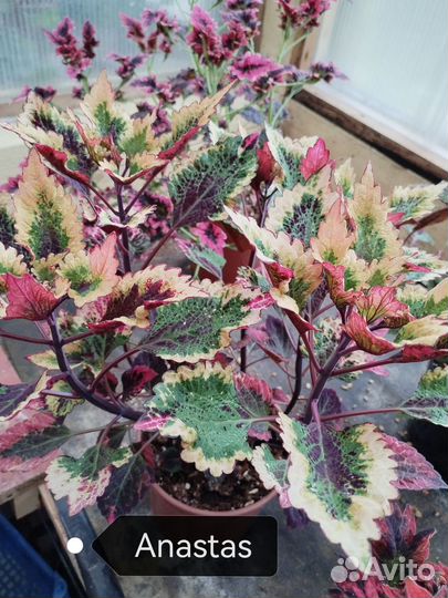 Колеусы вегетативные