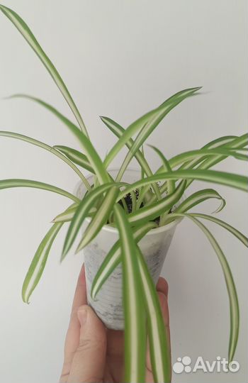 Хлорофитум