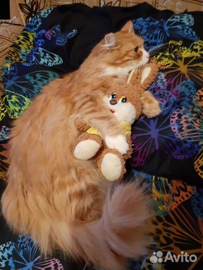 Тихон котик