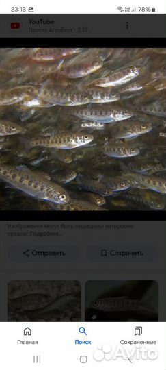 Малек форели