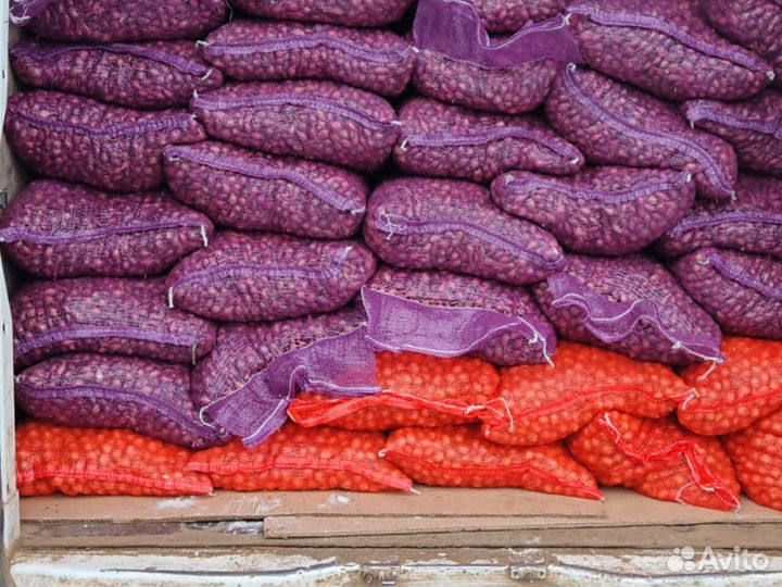 Лук севок Оптом Кармен красный