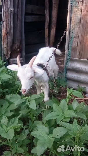 Козел зааненский