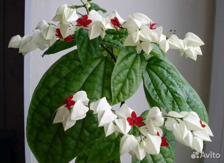 Клеродендрум томпсон