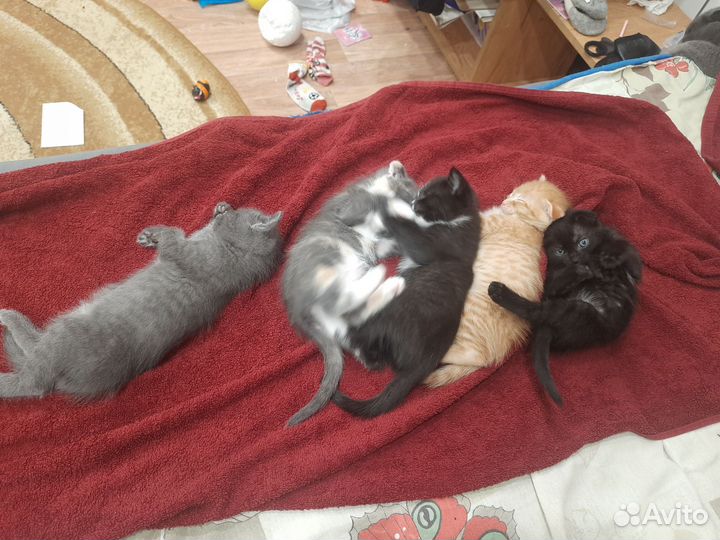 Шотландские вислоухие котята