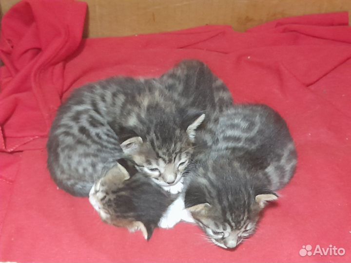 Котята мальчишки