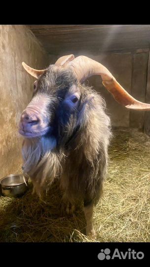 Козел ламанча