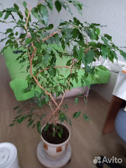 Продам цветы комнатные