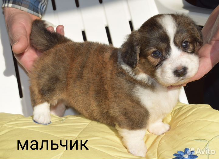 Вельш корги кардиган