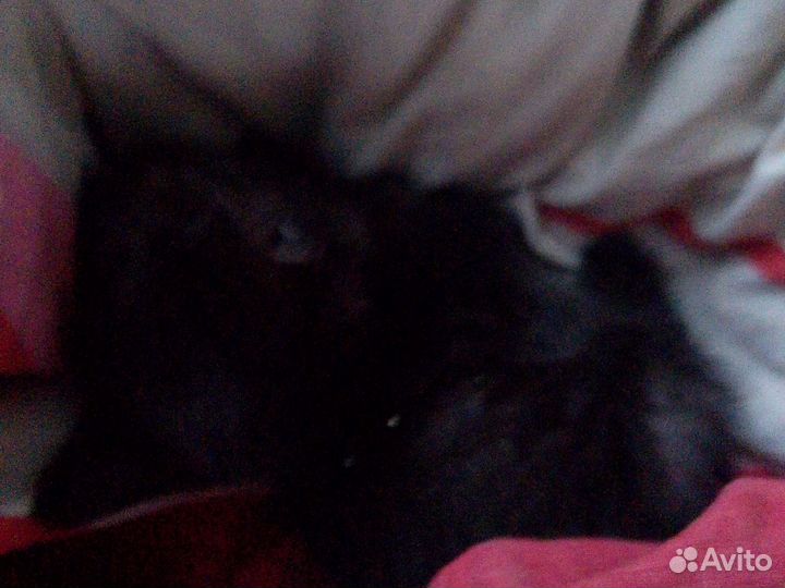 Отдам котят