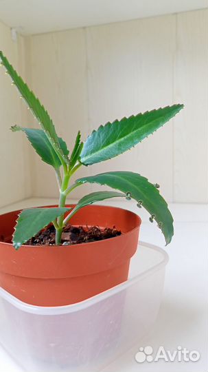 Каланхоэ лечебное