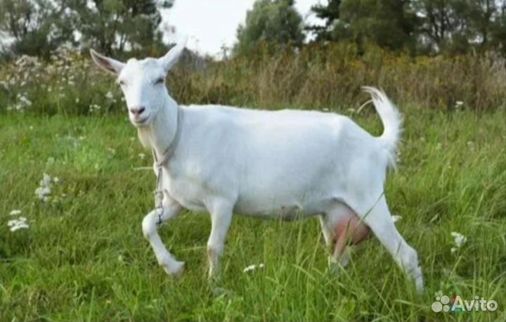 Зааненская дойная коза
