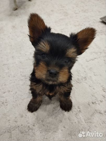 Йоркширский терьер щенки