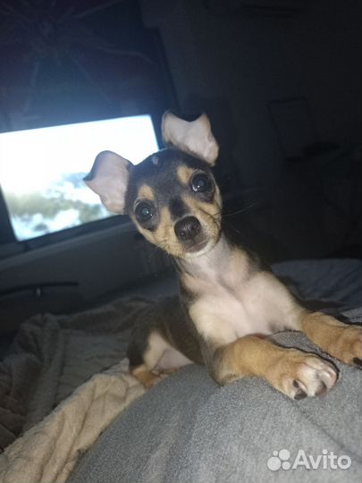 Мини той-терьер щенки