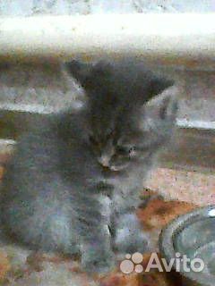 Отдам котят