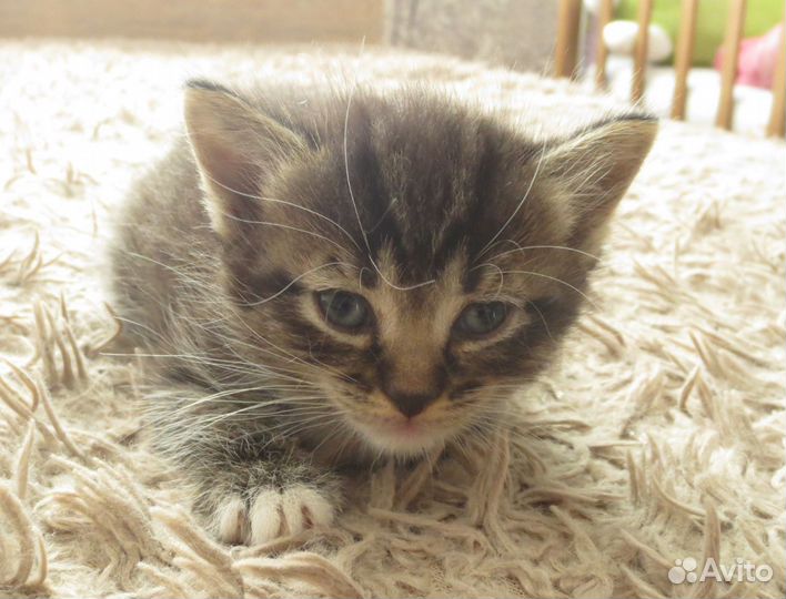 Отдаю котят мальчиков и девочек 1 месяц